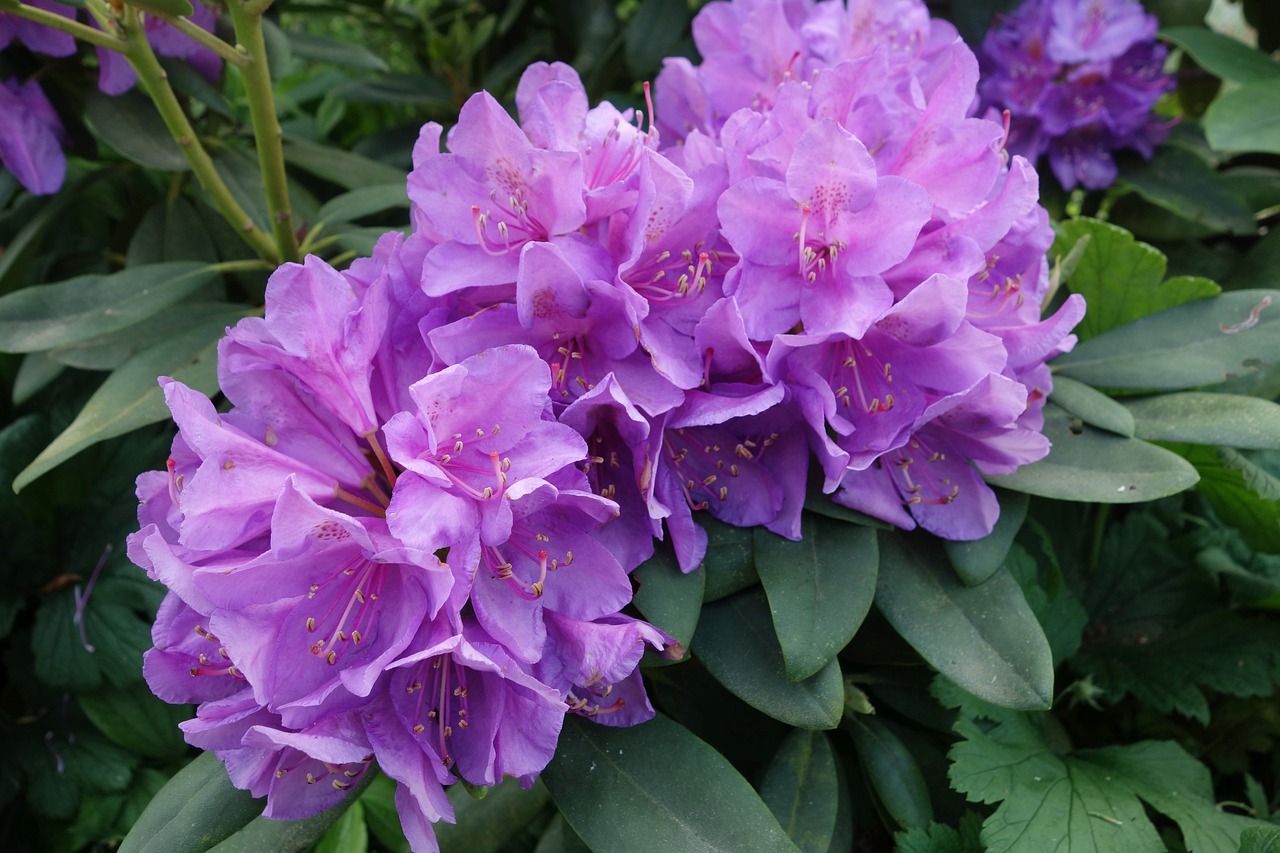 Featured image for “Rückblick: Rhododendronfest Bad Elster”